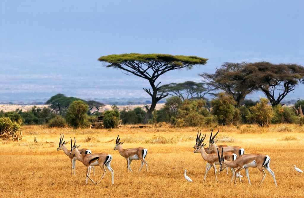 Antelope at Baluran National Park in Indonesia grazing in the plains. 