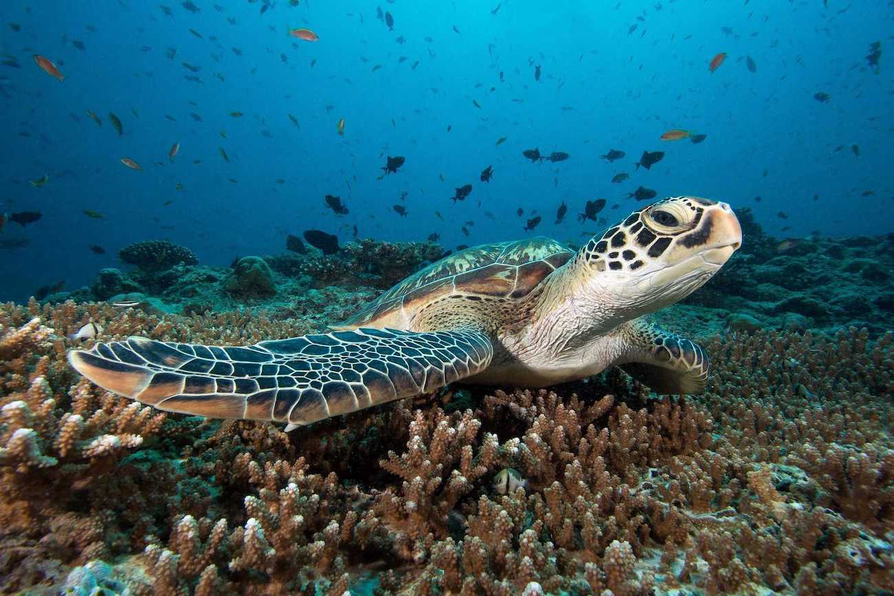 A close up of a sea turtles sitting on top of a coral reef at Bunaken National Park in Indonesia. 