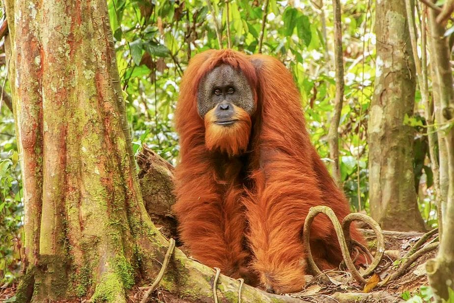 A giant monkey at Gunung Leuser National Park
