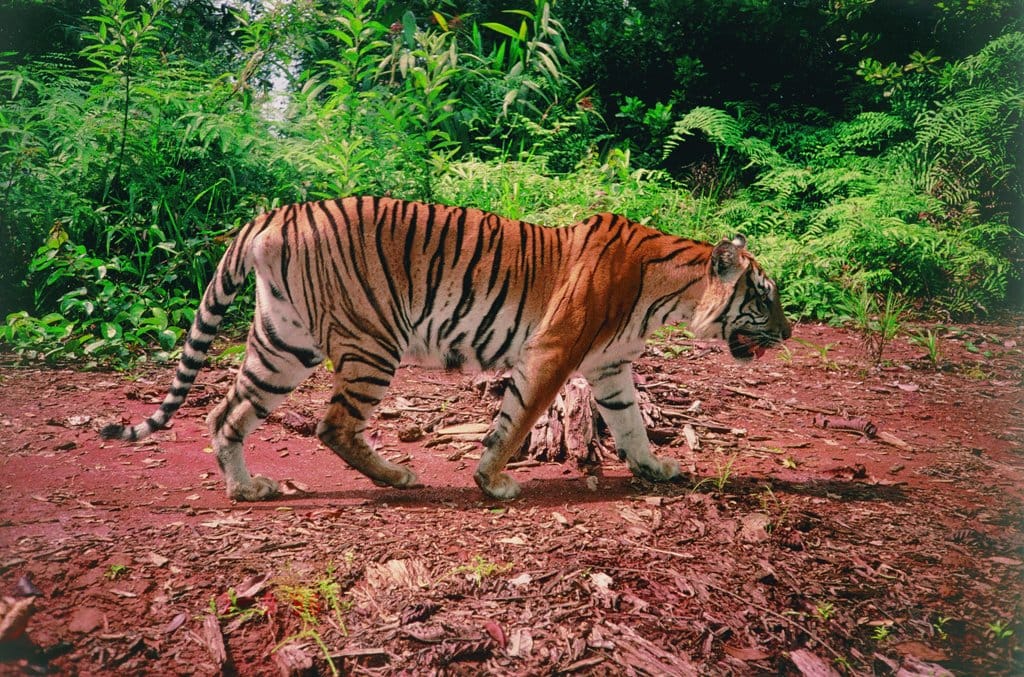 A tiger walking inside Kerinci Seblat National Park