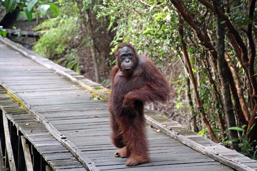 An Orangutans standing on a wooden bridge at Tanjung Putting National Park in Indonesia.