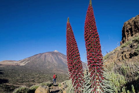 A person standing looking at a Volcano at Teide National Park.