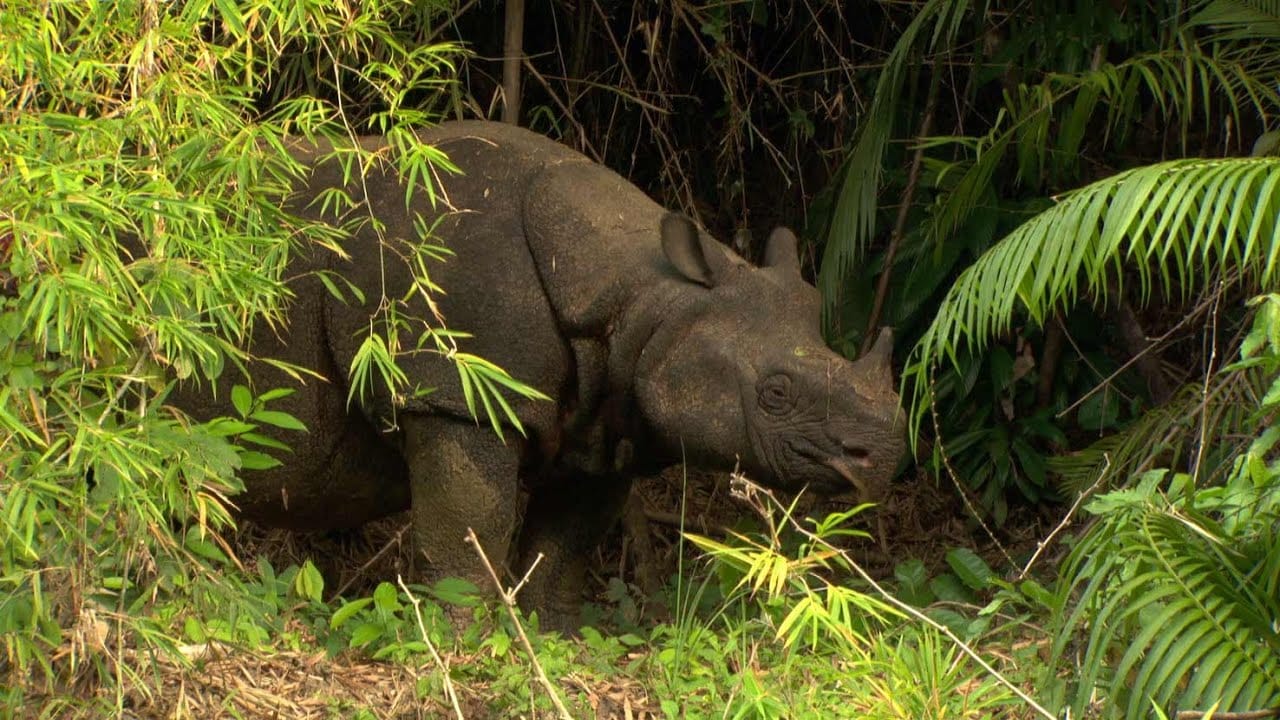 A small Rhino at Ujung Kulon National Park