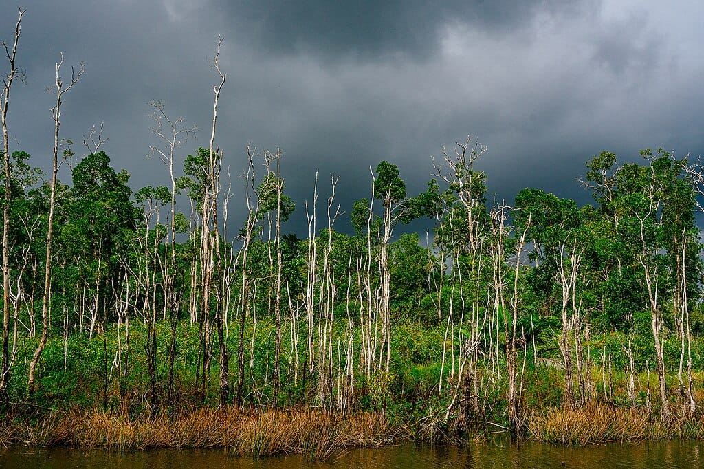 a lake and dead trees in a swamp at Wasur National Park in Indonesia.