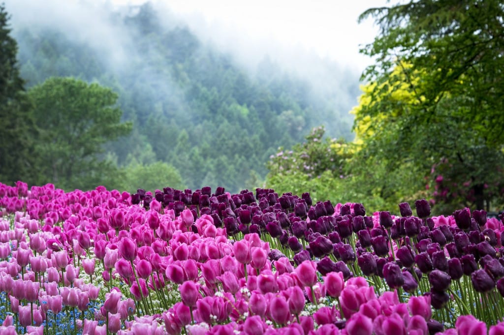 the best things to do and see on Vancouver Island