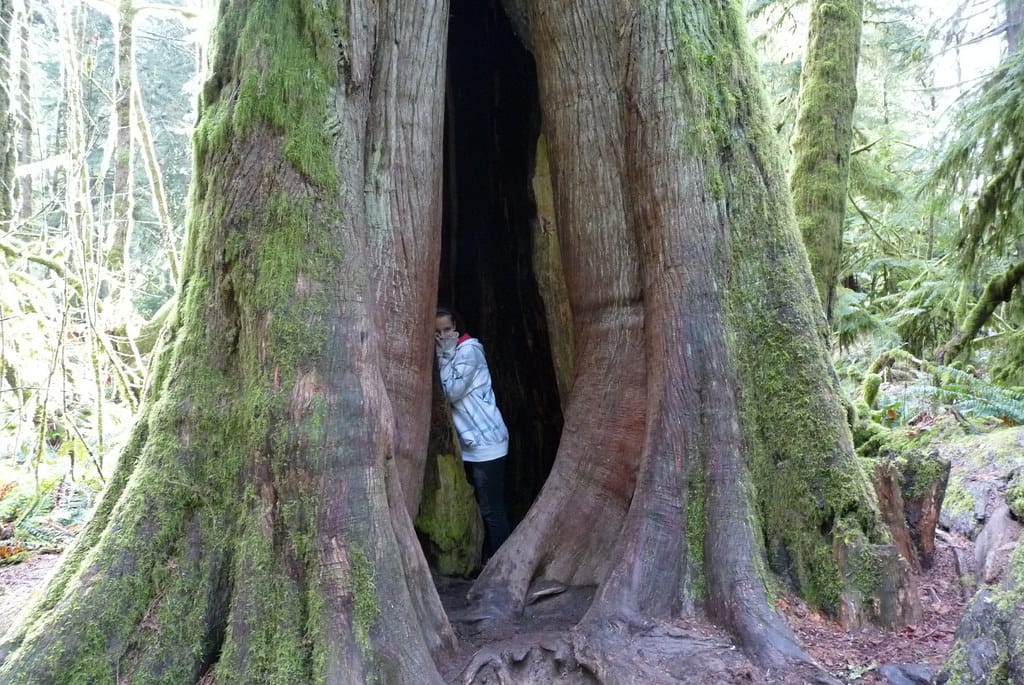 Big Tree In Cathedral Grove