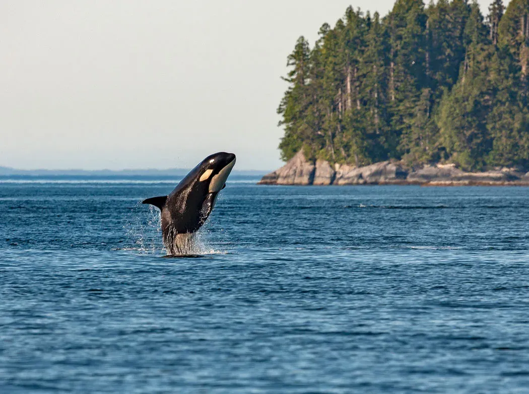 Whale Watching in Telegraph Cove