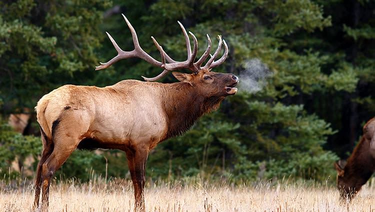 A large bull Elk standing in a field inside Banff National Park.