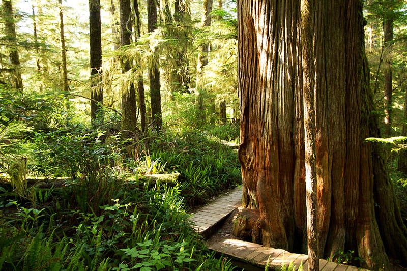 The best things to do on Vancouver Island