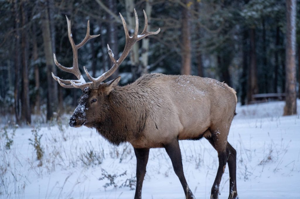 Bull Elk walking in a snow covered field near the tree line inside Banff National Park.