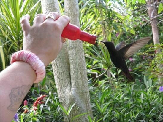 Person Bird Feeding at black humming bird At Barney’s Flower & Hummingbird Garden in Negril.