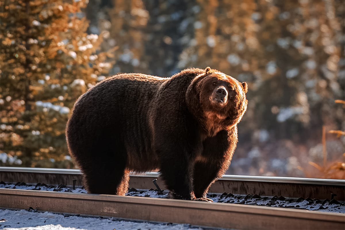 Very large Grizzle Bear standing on train tracks inside Banff National Park.