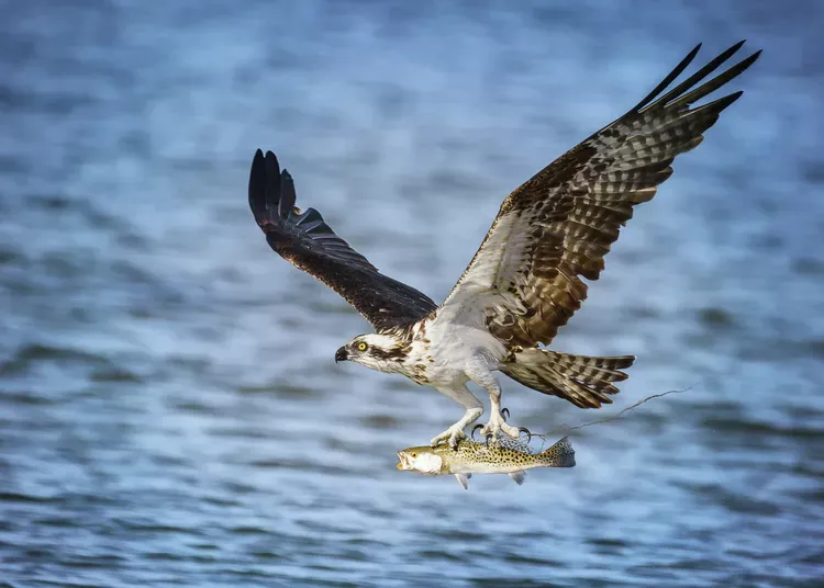 Osprey Catching A Brown Trout At Banff National Park with the fish in it's claws flying away.