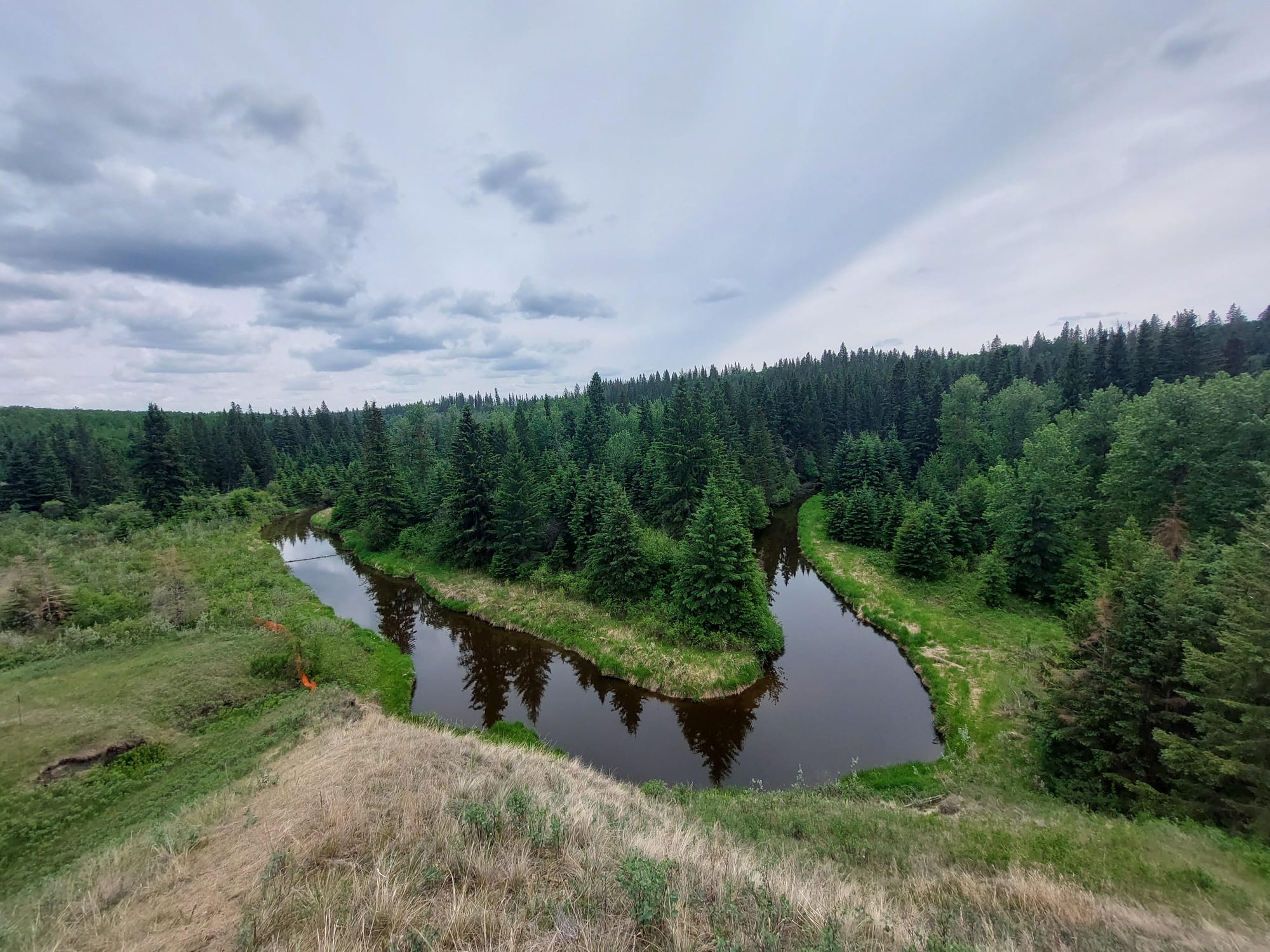 A winding creek goes one direction and then does a U-Shape to go back the other direction and surrounded by green grass and pine trees.