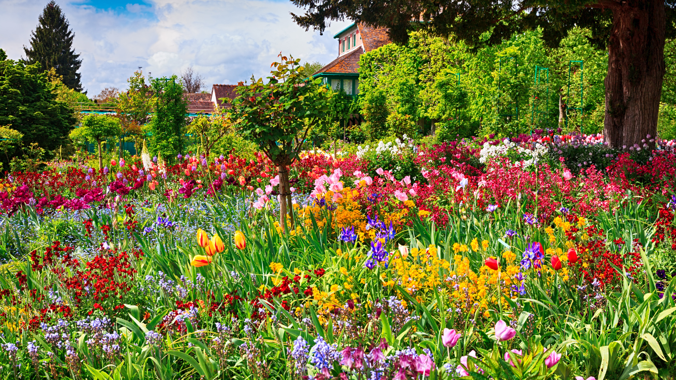 Vibrant spring flowers in full bloom at Claude Monet’s garden in Giverny, France, with colorful tulips, irises, and lush greenery surrounding the artist’s iconic house.