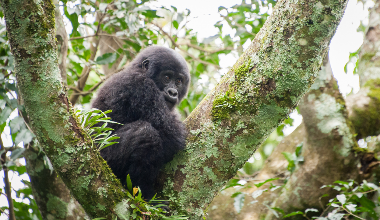A baby gorilla in Bwindi Impenetrable National Park, Uganda