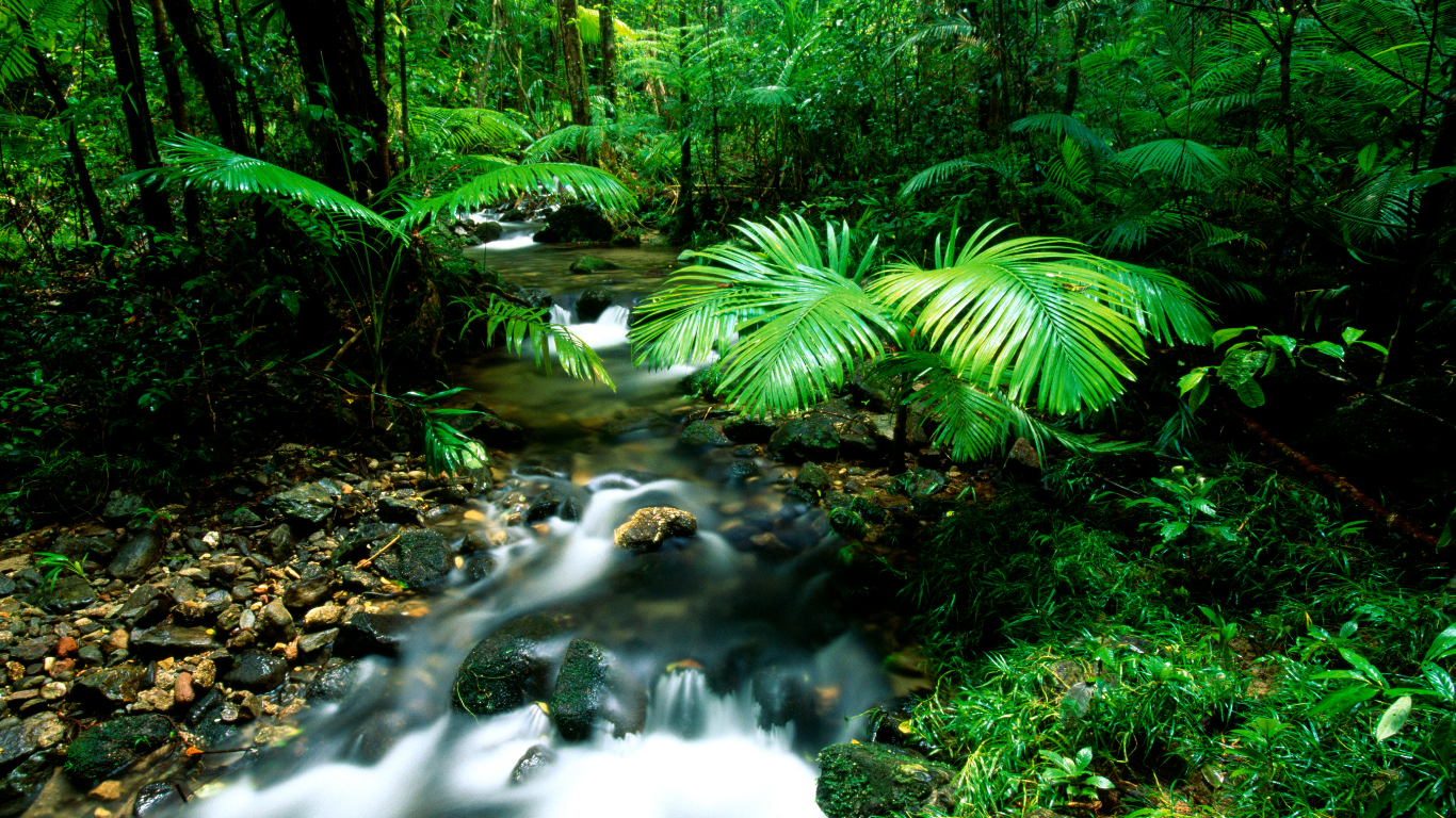 Jungle inside Daintree National Park, Australia