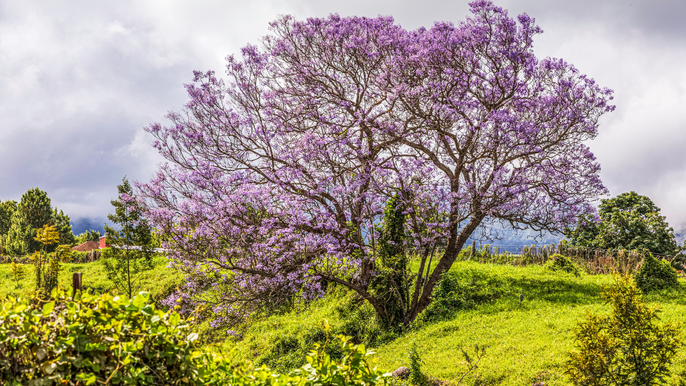 A beautiful tree with purple blooms surrounded by lush green grass in Upcountry Maui, Hawaii.