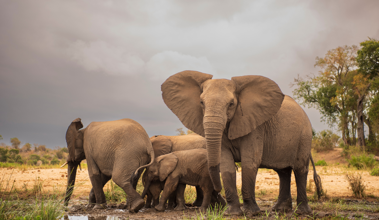 Herd of Elephants in Kruger National Park, South Africa