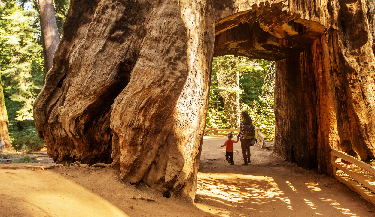 Walking through a giant redwood tree inside Yosemite National Park, USA