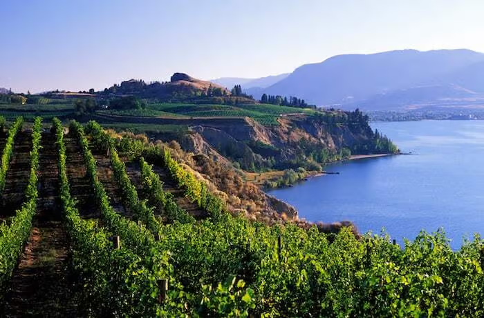 Winery with a vineyard next to the lake side with mountains in the background on a summer day. 