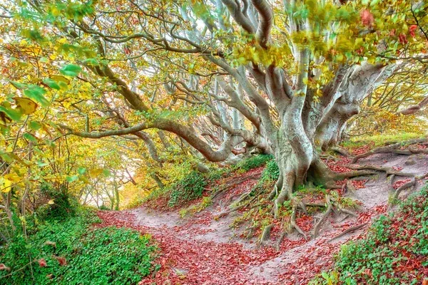 A large tree that has many trunks shooting up and curving in all directions instead of having 1 large trunk, inside troll forest at Rebild National Park In Denmark.