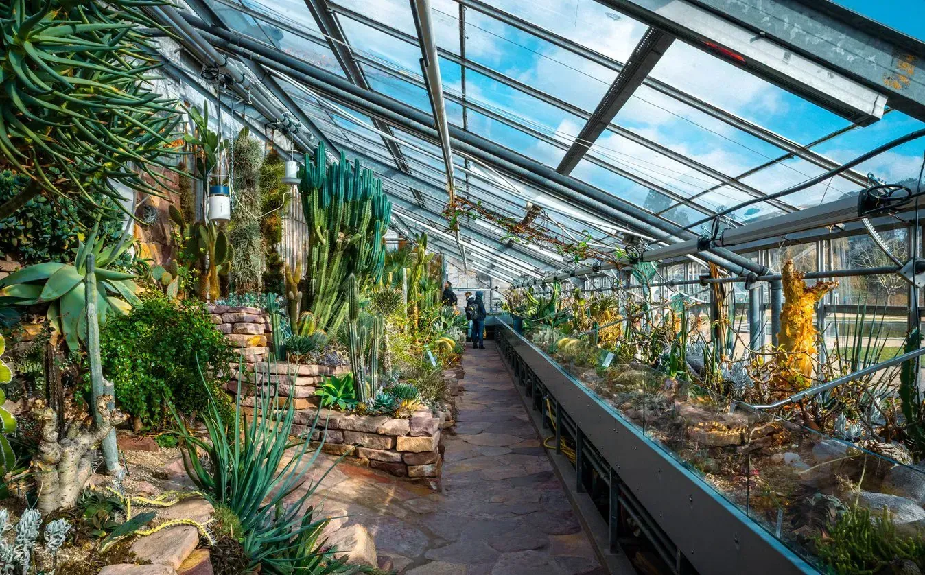 Inside of Copenhagen's botanical gardens, showing cactus and various types of plants inside of an indoor greenhouse and viewing area.