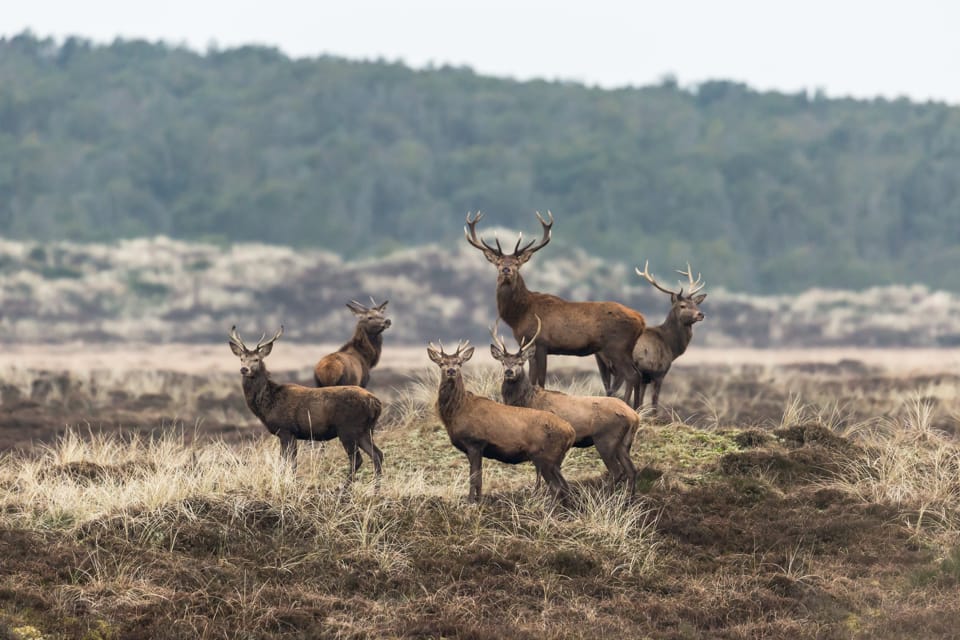6 Deer all with horns standing in a field looking at Thy National Park In Denmark.