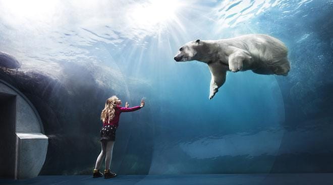 Polar bear aquarium at Copenhagen zoo shows a girl walking in a tunnel that goes under the swim enclosure to give views of the polar bear from under the water.