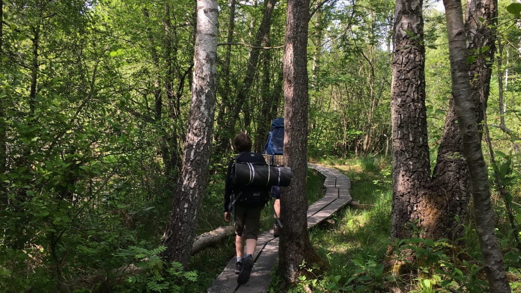 People walking on a wooden platform trail in the forest of Skjoldungernes National Park In Denmark.