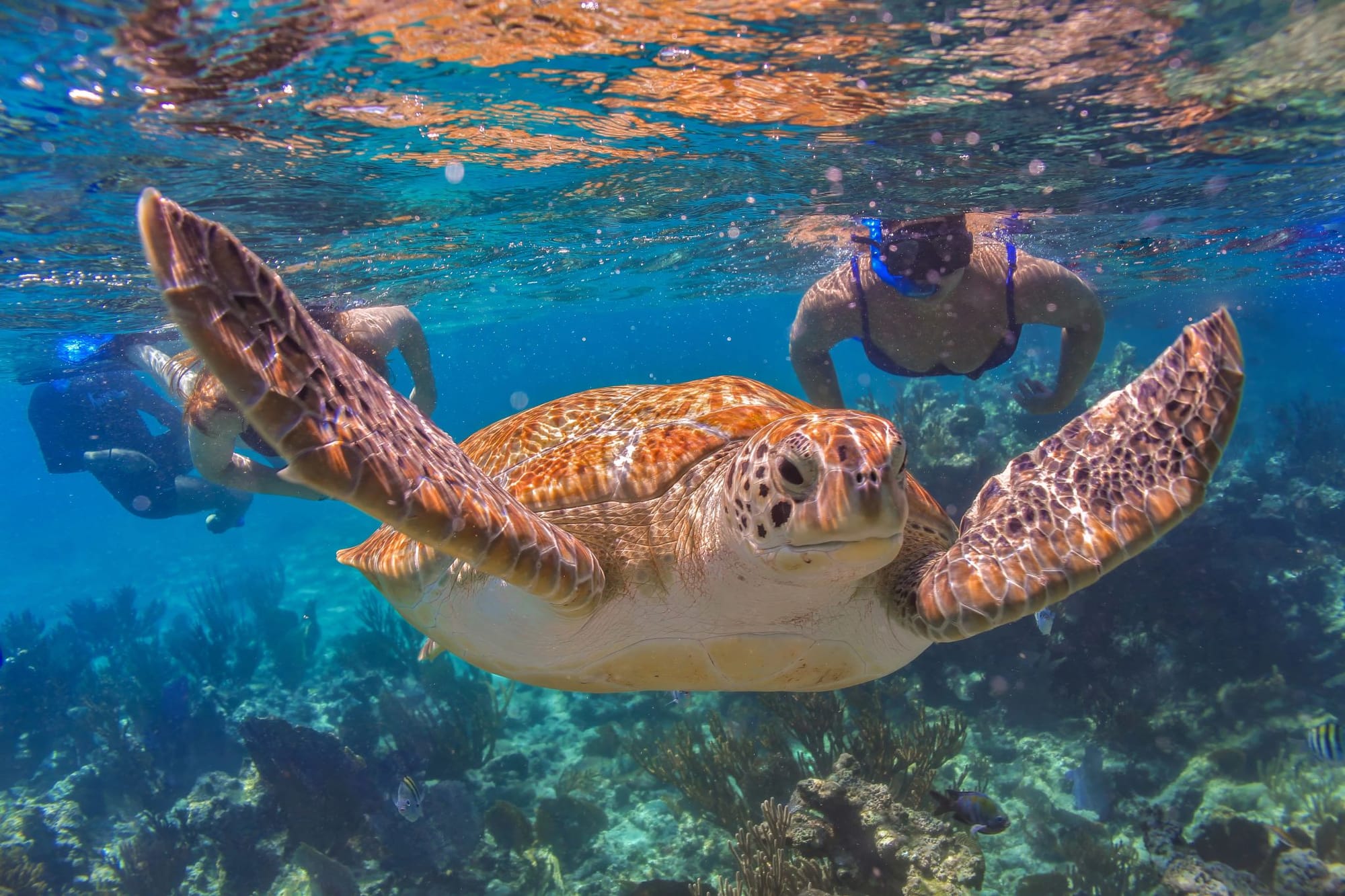 A sea turtle with an orange-brown shell and extended flippers swims gracefully in clear turquoise waters above a coral reef next to two snorkelers.