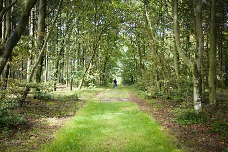 Trail in the woods at Thy National Park In Denmark.