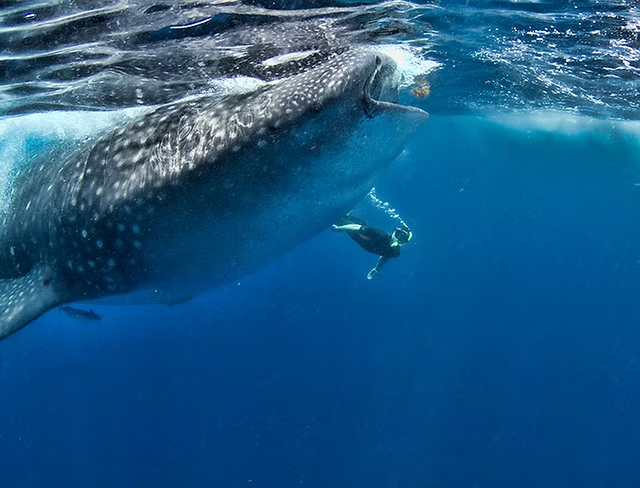 A massive whale shark with a dark, spotted body swims just below the ocean's surface in the deep blue waters of Tulum, Mexico. A snorkeler wearing fins and a wetsuit swims nearby, providing a sense of scale to the gentle giant. Sunlight filters through the rippling water, creating a dynamic underwater scene. The whale shark appears calm as it glides through the open ocean.