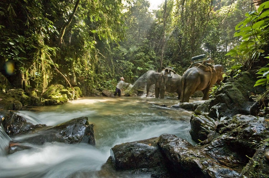 Two elephants are standing in a creek surrounded by jungle getting a bath from a person throwing water on them with a bucket.