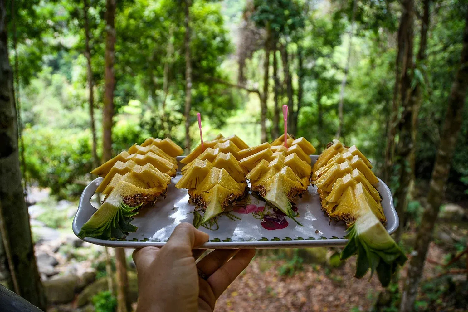 A person standing in a jungle holding a white tray that has a pine apple quartered in 4 pieces and sliced up ready to eat.
