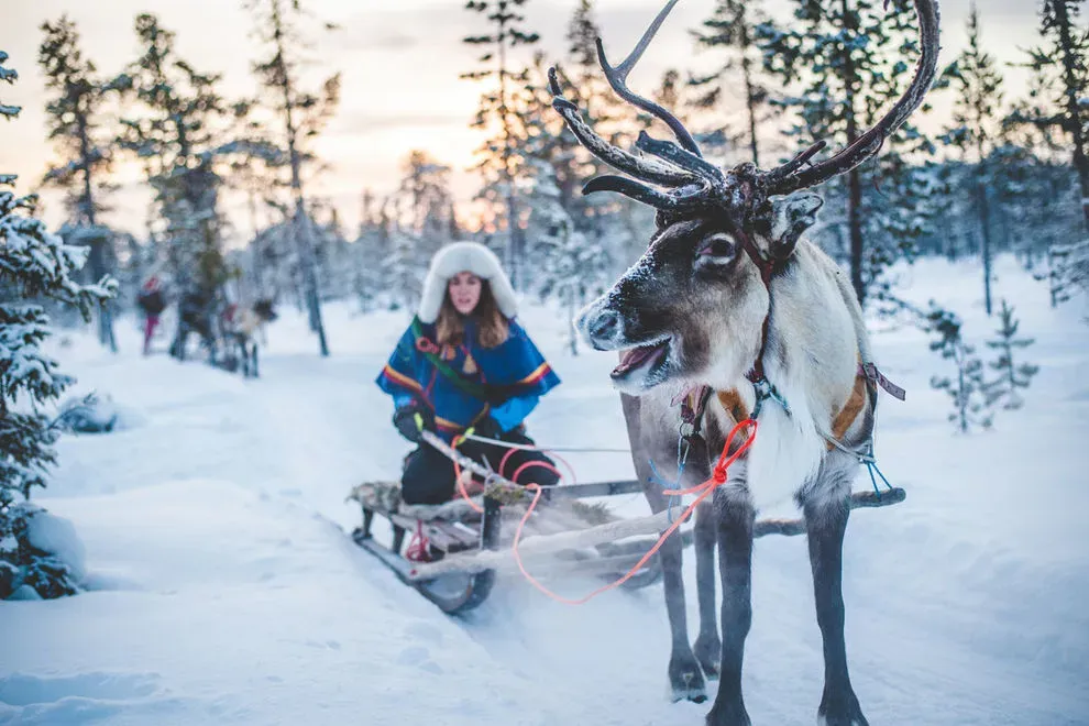Reindeer pulling a person on a sled in the snow in Kiruna, Sweden.