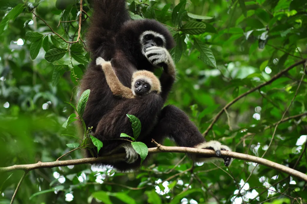 A black gibbon with a white face is standing on a tree limb with it's baby holding on to it's belly.