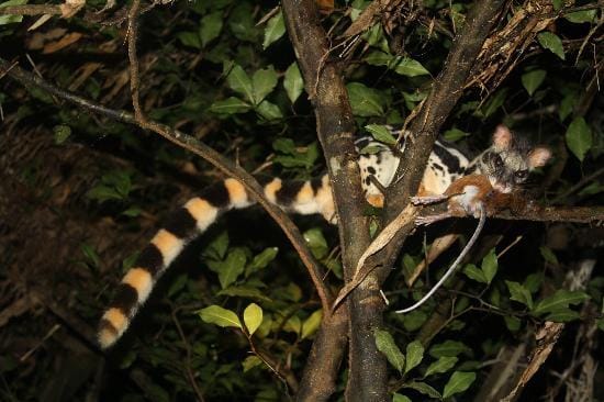 Furry animal that looks like a squirrel but is striped like a tiger and has the head of a mongoose.