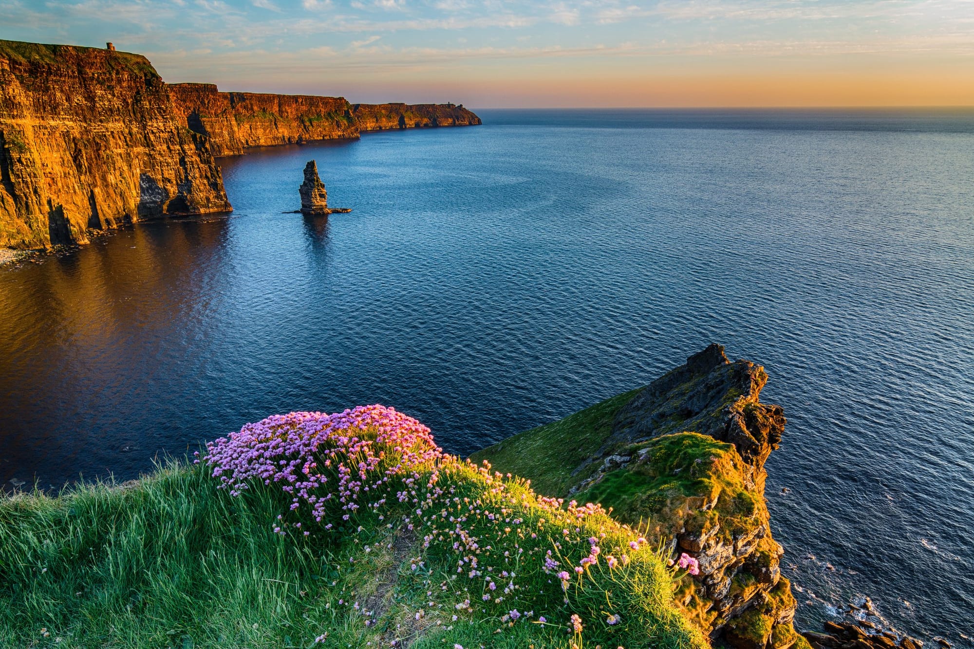Colorful flowers blooming at the edge of the Cliffs of Moher in Ireland, overlooking the Atlantic Ocean at sunset.