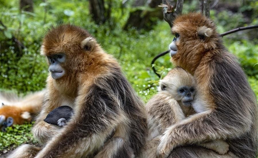 Golden snub-nosed monkeys sitting on a forest floor in Shennongjia National Park, China, with adults cradling their infants in a lush green woodland environment.