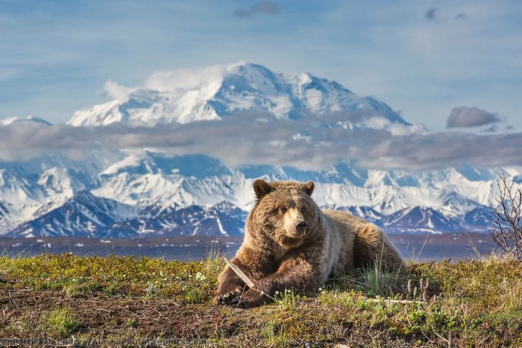 Grizzly bear resting in a field with snow-covered Mount Denali towering in the background in Denali National Park, Alaska.