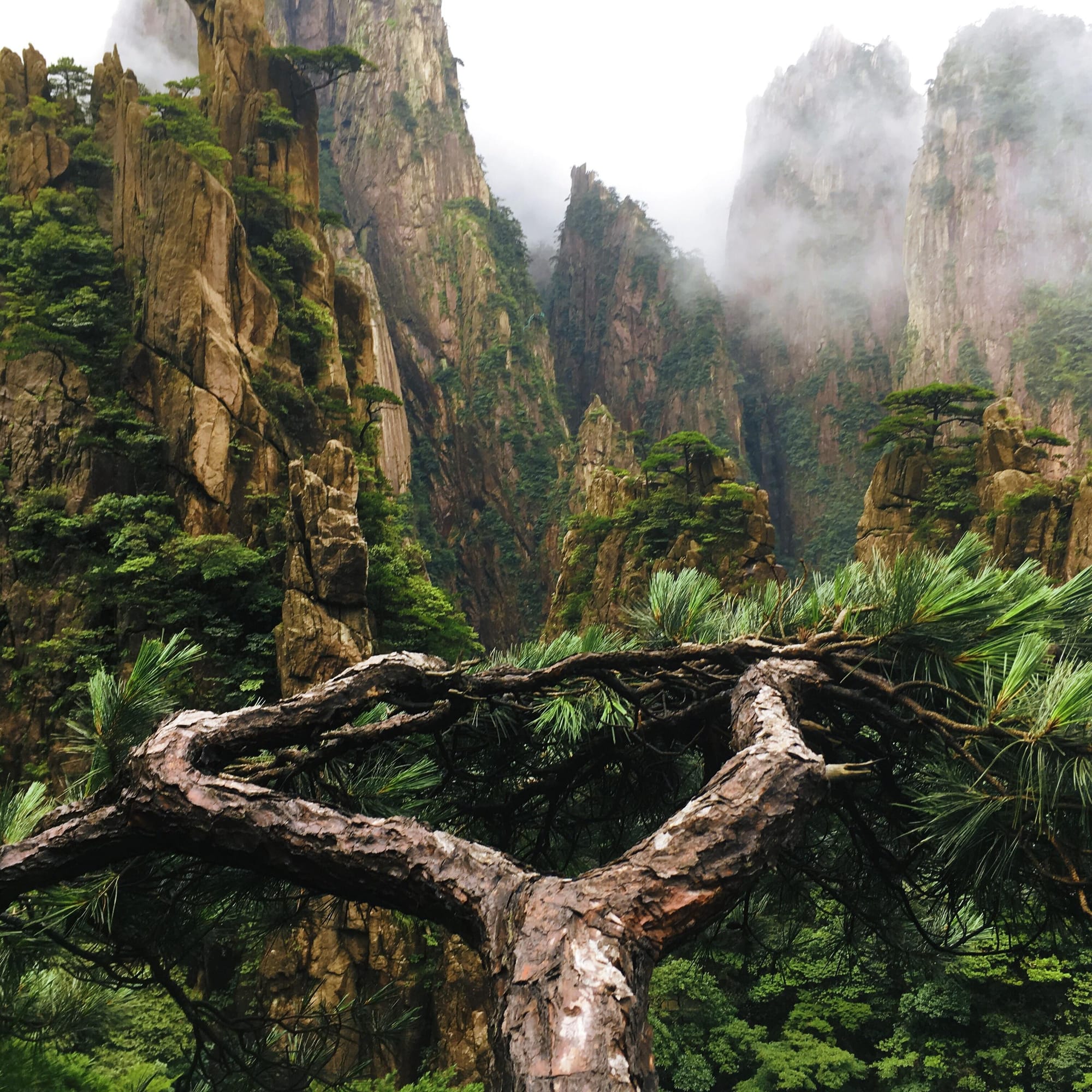 Misty mountain landscape in Huangshan National Park, China, featuring dramatic granite peaks, dense pine trees, and a gnarled pine branch in the foreground under low-hanging clouds.