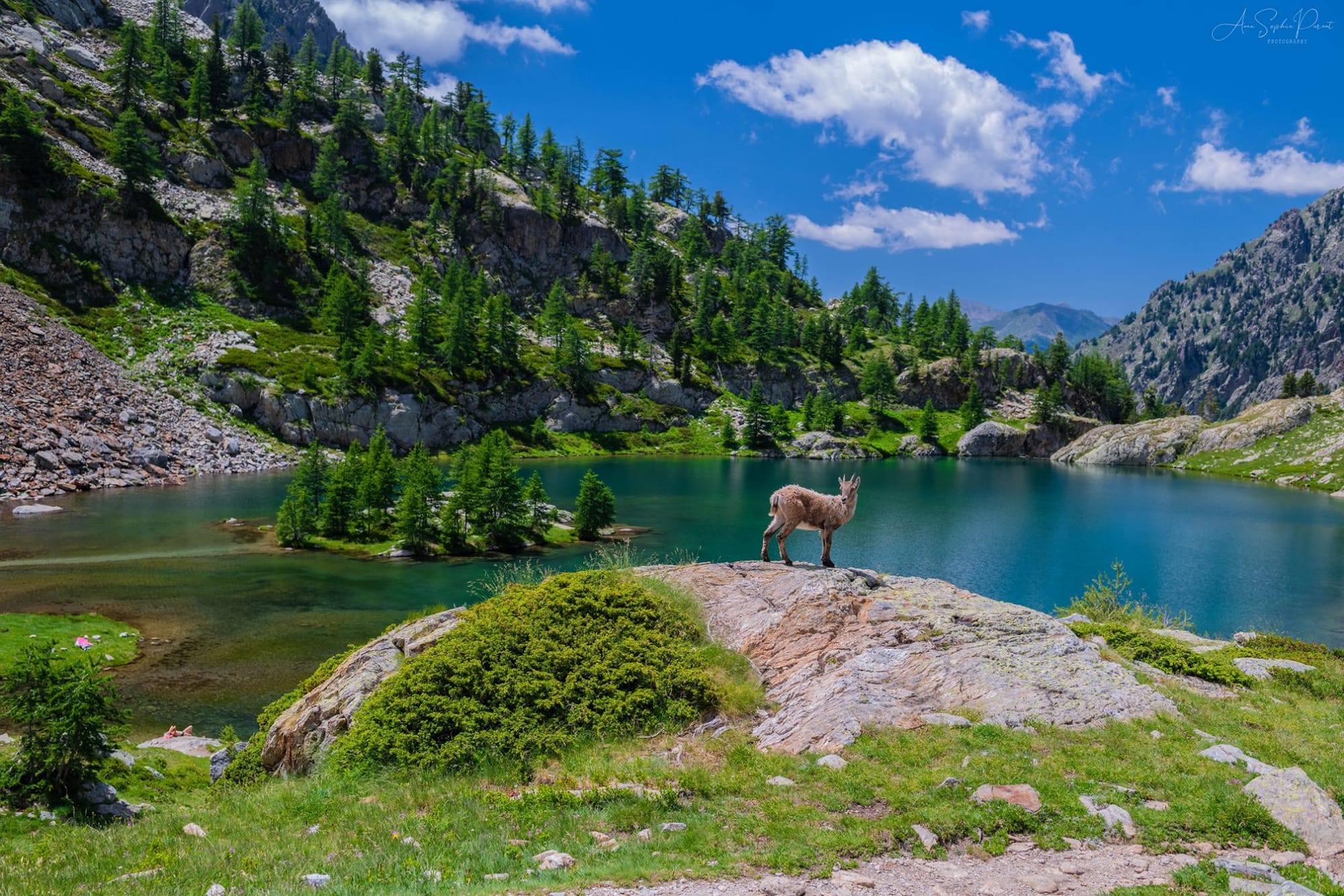 Alpine lake in Mercantour National Park with a mountain goat standing on a rock under a bright blue sky.