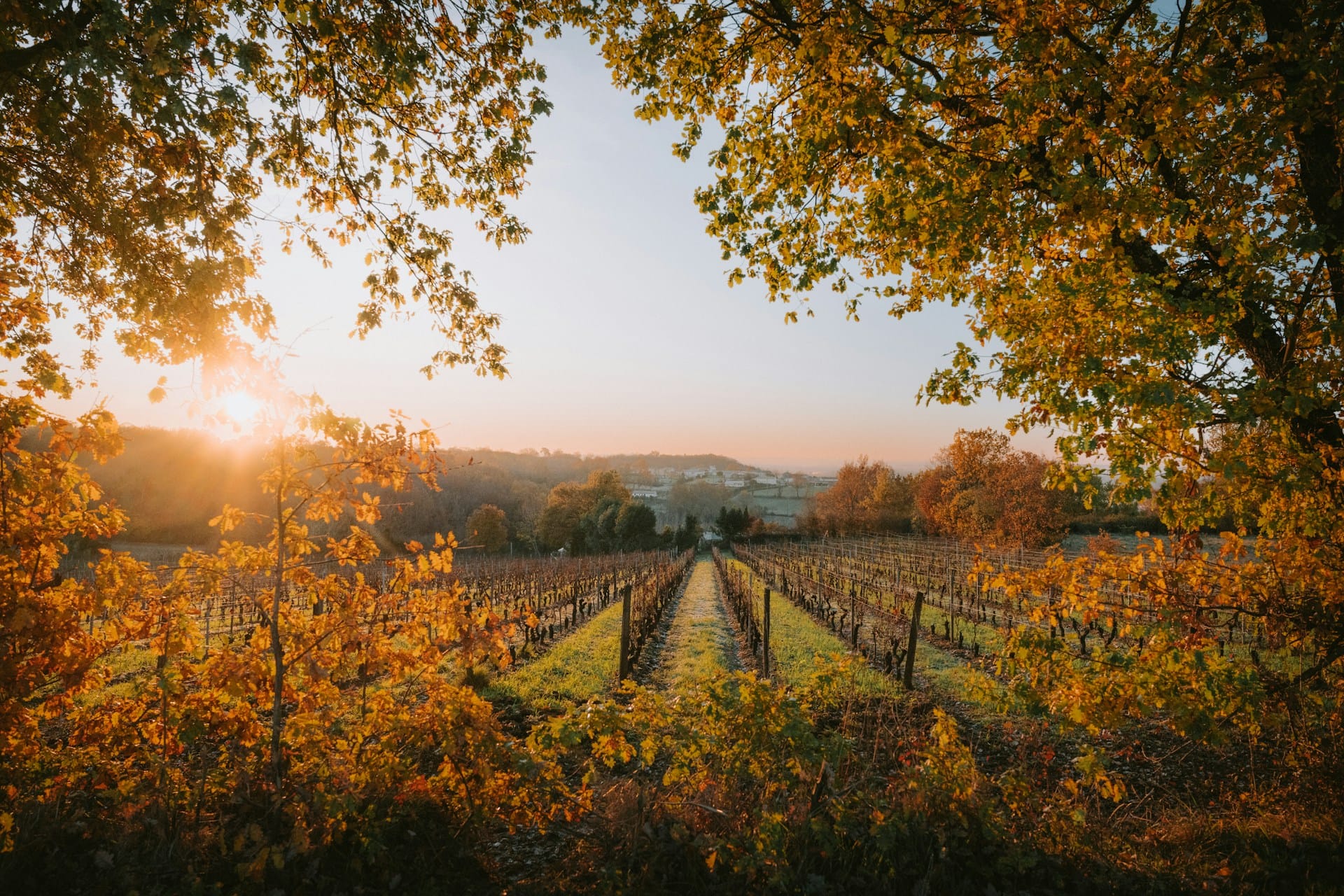 Vineyard in Bordeaux, France during fall, framed by golden autumn leaves at sunrise with rolling hills and a soft orange sky in the background.