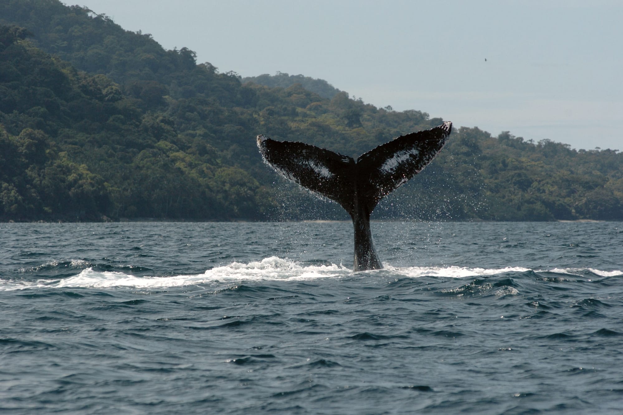 Humpback whale tail emerging from the water near Gorgona Island National Park, Colombia.