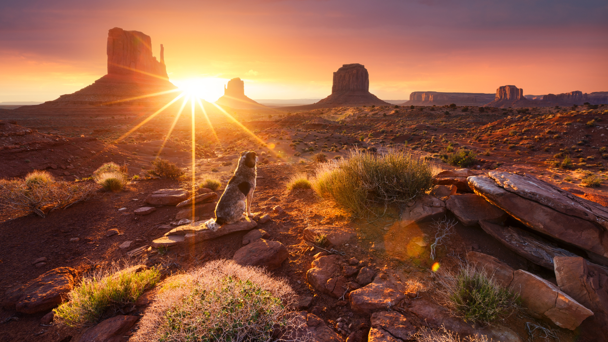 A dog sits on red desert ground at sunset, looking toward the iconic sandstone buttes of Monument Valley, Arizona, with sun rays shining through the horizon and dramatic rock formations in the background.
