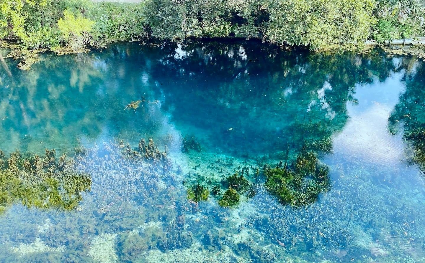 Aerial view of San Marcos Spring in Texas, showcasing crystal-clear turquoise water with submerged aquatic plants, surrounded by lush green trees.