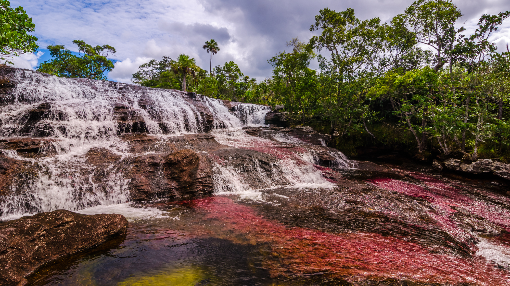 Colorful red and yellow aquatic plants under clear water near a waterfall in Caño Cristales, Colombia.