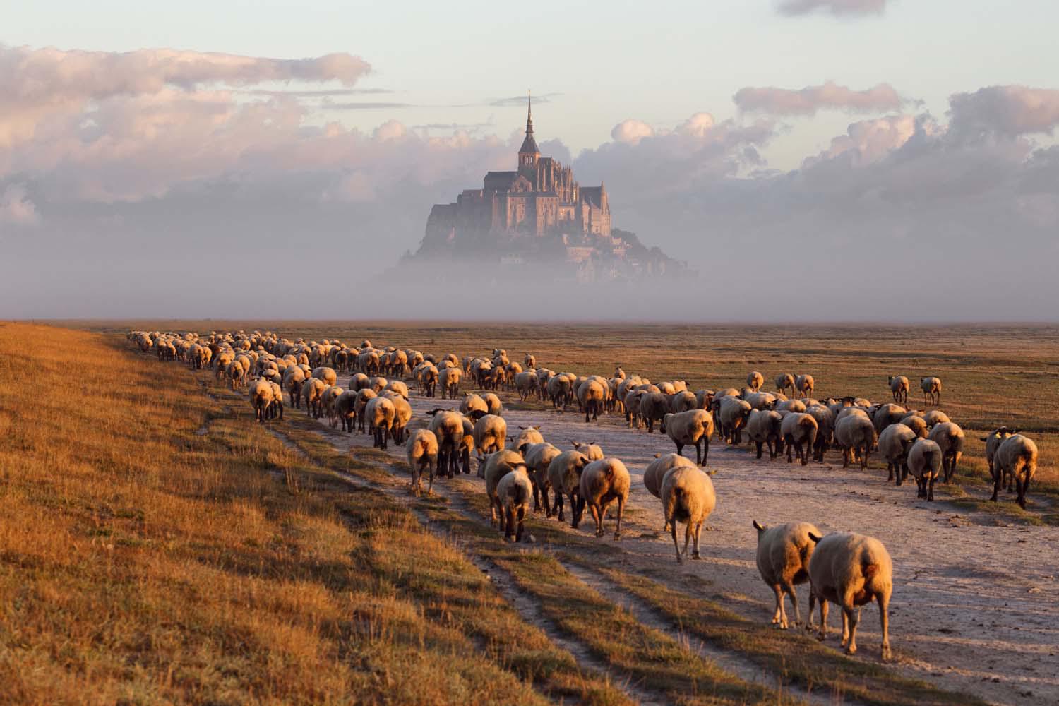 A flock of sheep walks along a dirt path at sunset near Mont Saint-Michel in France, with the island abbey rising through the mist in the background.