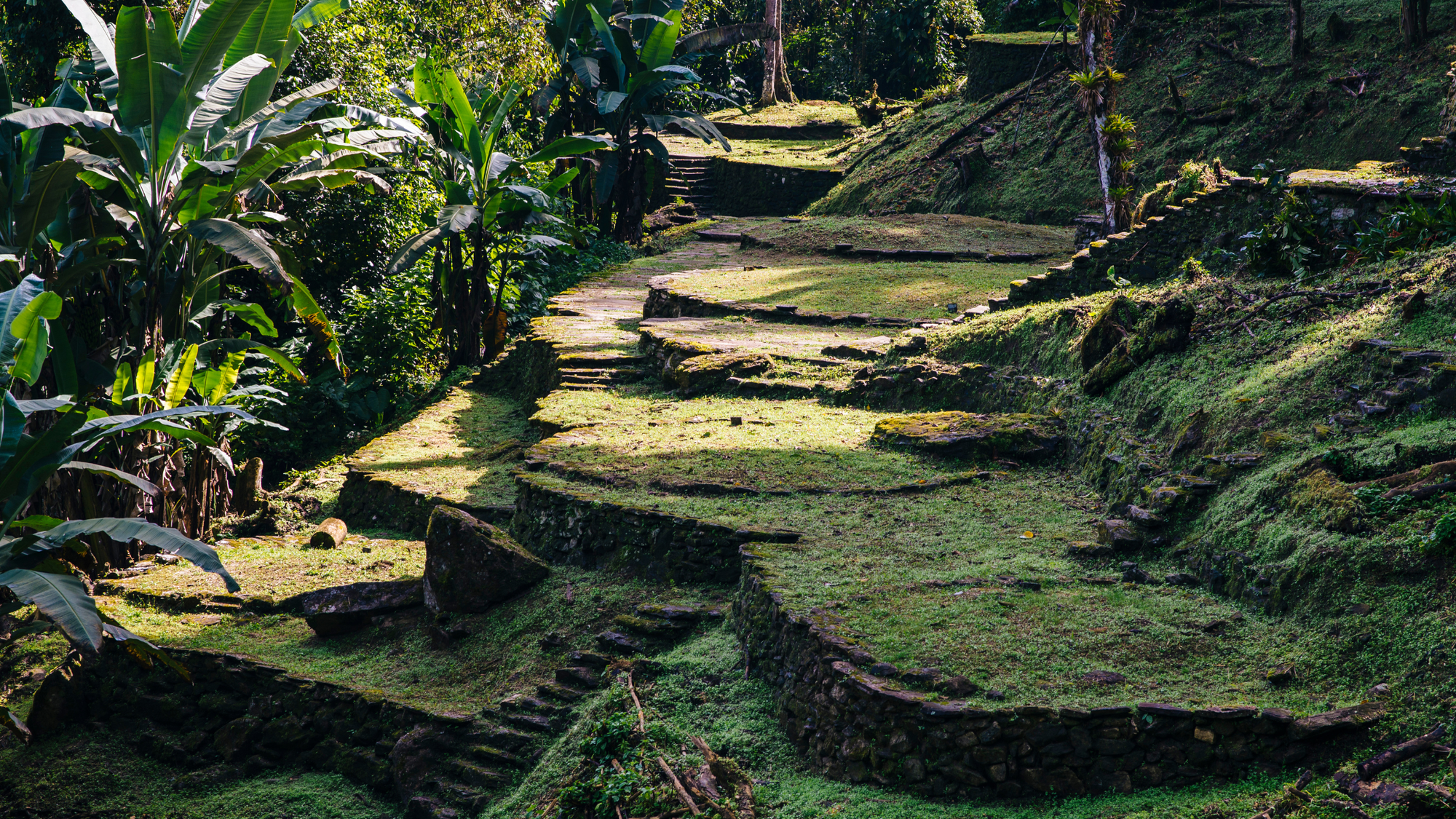 Stone pathway through mossy ruins and tropical vegetation in Ciudad Perdida, Colombia.